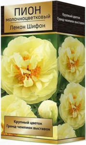 Корневище Пиона ПОИСК Лемон шифон