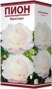 Корневище Пиона ПОИСК Мунстоун