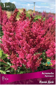 Луковица астильбы арендса ПОИСК Лаки Дей