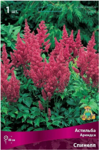 Луковица астильбы арендса ПОИСК Спинелл