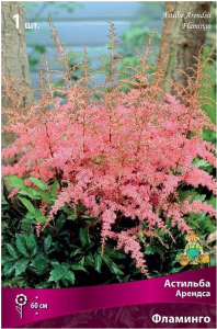 Луковица астильбы арендса ПОИСК Фламинго 1 шт
