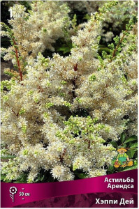 Луковица астильбы арендса ПОИСК Хэппи Дей 1 шт