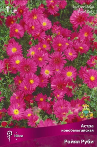 Луковицы астра многолетняя Ройял Руби 1 шт