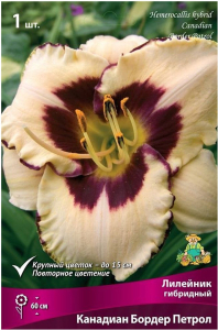 Луковицы лилейника гибридного ПОИСК Канадиан Бордер Петрол 1 шт