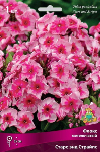 Луковицы флокс многолетний Старс Энд Страйпс 1 шт