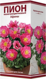 Луковица пиона молочноцветкового ПОИСК Афины 1 шт