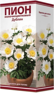 Луковица пиона молочноцветкового ПОИСК Дублин 1 шт