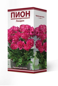 Луковицы пион многолетний молочноцветковый Лондон 1 шт
