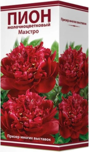 Луковица пиона молочноцветкового ПОИСК Маэстро 1 шт