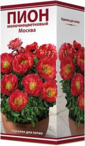 Луковица пиона молочноцветкового ПОИСК Москва 1 шт