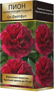 Луковица пиона молочноцветкового ПОИСК Ол Фейтфул 1 шт