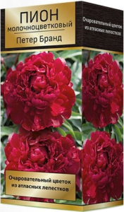 Луковица пиона молочноцветкового ПОИСК Петер Бранд 1 шт