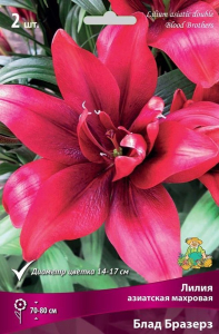 Луковицы лилия Блад Бразерз 1 шт