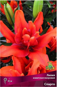 Луковица Лилии азатской махровой ПОИСК Спарго 