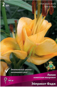 Луковицы лилии азиатской махровой ПОИСК Эйприкот Фадж 2 шт