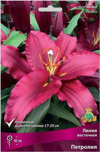 Луковицы лилии восточной ПОИСК Петролия 2 шт