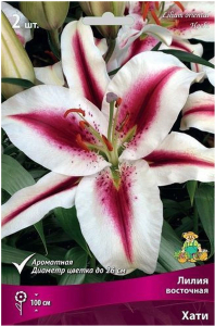 Луковицы лилии восточной ПОИСК Хати 2 шт