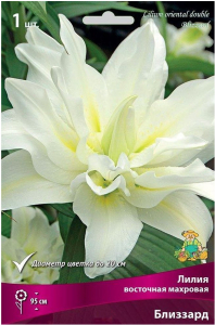 Луковицы лилии восточной махровой ПОИСК Близзард 1 шт