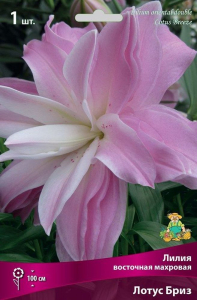 Луковицы лилия Лотус Бриз 1 шт