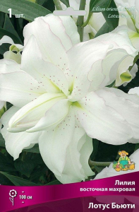 Луковицы лилия Лотус Бьюти 1 шт