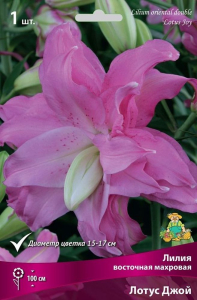 Луковицы лилия Лотус Джой 1 шт