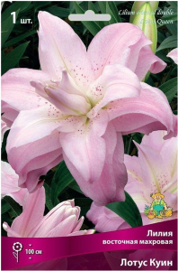 Луковицы лилии восточной махровой ПОИСК Лотус Куин 1 шт