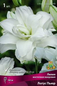 Луковицы лилия Лотус Пьюр 1 шт