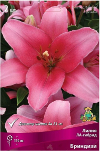 Луковицы лилии ла-гибрид ПОИСК Бриндизи 2 шт