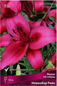 Луковица лилии оа-гибрид ПОИСК Новембер Рейн 1 шт