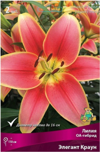 Луковица лилии оа-гибрид ПОИСК Элегант Краун 2 шт