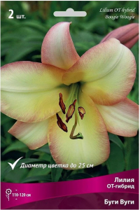 Луковицы лилии от-гибрид ПОИСК Буги Вуги 2 шт