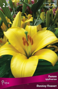 Луковицы лилия Йеллоу Планет 1 шт