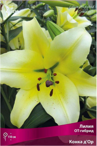 Луковица Лилии ПОИСК Конка д'Ор 200 г