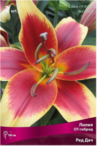 Луковицы лилии ПОИСК Ред Дач 1 шт