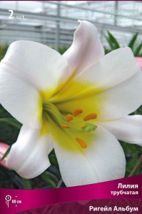 Луковица Лилии ПОИСК Ригейл Альбум