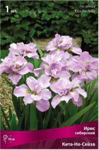 Луковица Ириса ПОИСК Кита-Но-Сейдза