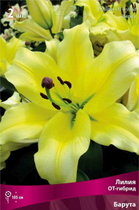 Луковицы лилии ПОИСК Барута 1 шт