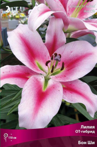 Луковицы лилии ПОИСК Бон Ши 1 шт