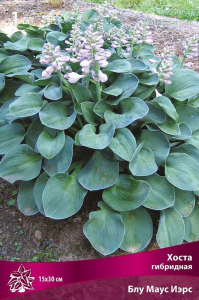Корневище Хосты гибридной ПОИСК Блу Маус Ирс