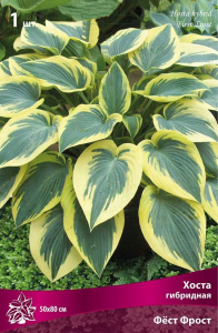 Корневище Хосты гибридной ПОИСК Фест Фрост