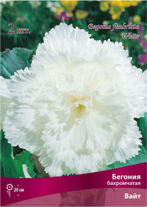 Клубень Бегонии бахромчатой ПОИСК Вайт