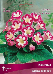 Луковицы глоксинии ПОИСК Бланш де Меру 1 шт