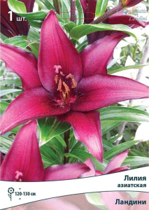 Луковицы лилии ПОИСК Ландини 1 шт