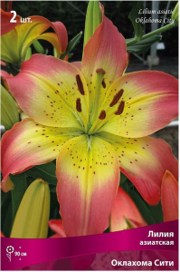 Луковица Лилии ПОИСК Оклахома Сити