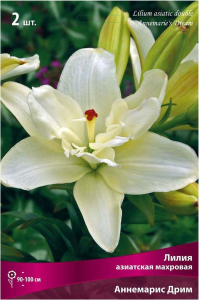 Луковица Лилии ПОИСК Аннемарис Дрим