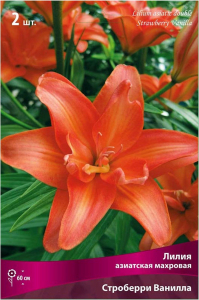 Луковицы лилии ПОИСК Строберри Ванильный 2 шт