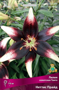 Луковица Лилии азиатской ПОИСК Танго Прайд