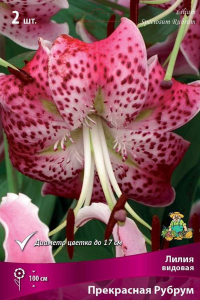 Луковица Лилии видовой ПОИСК Прекрасная Рубрум