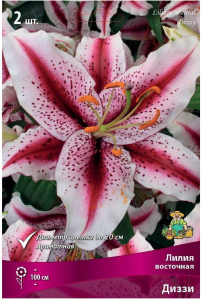 Луковица Лилии восточной ПОИСК Диззи