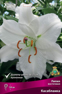 Луковицы лилии восточной ПОИСК Касабланка 1 шт